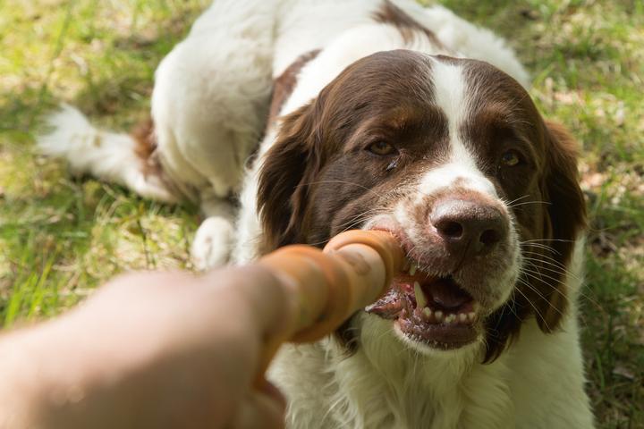 Immagine prodotto Beeztees Bastone Sumo Fit (Gioco da masticare per cani)
