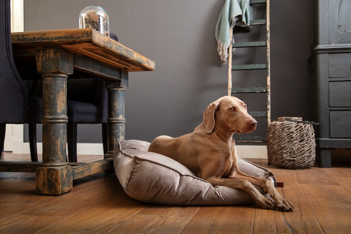 Image du produit Designed by Lotte Oreiller pour chien Nalino (Chien)
