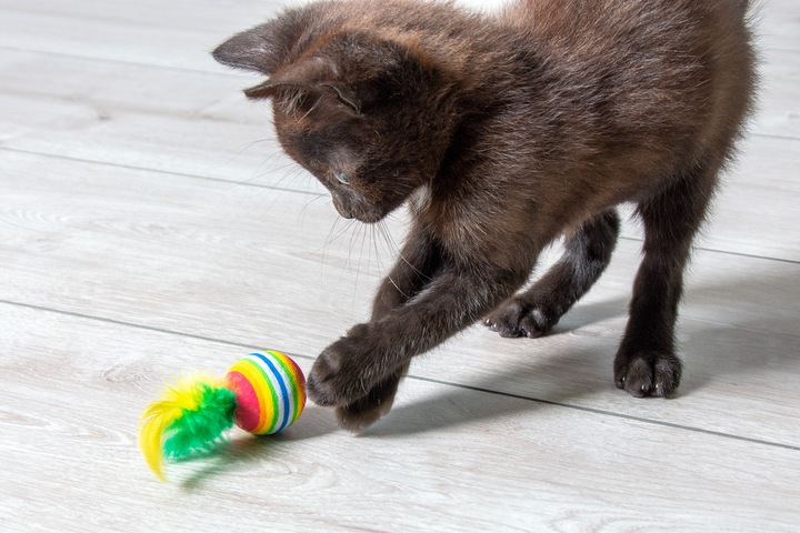 Immagine prodotto Karlie Palle arcobaleno con piuma (Palla giocattolo per gatti)