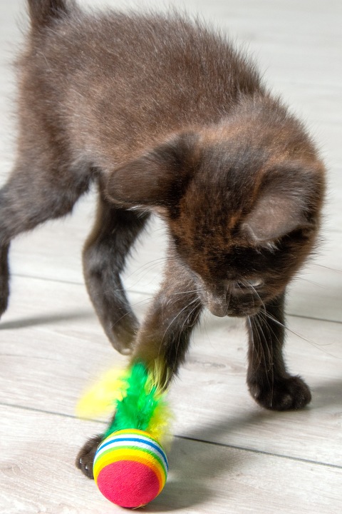 Immagine prodotto Karlie Palle arcobaleno con piuma (Palla giocattolo per gatti)