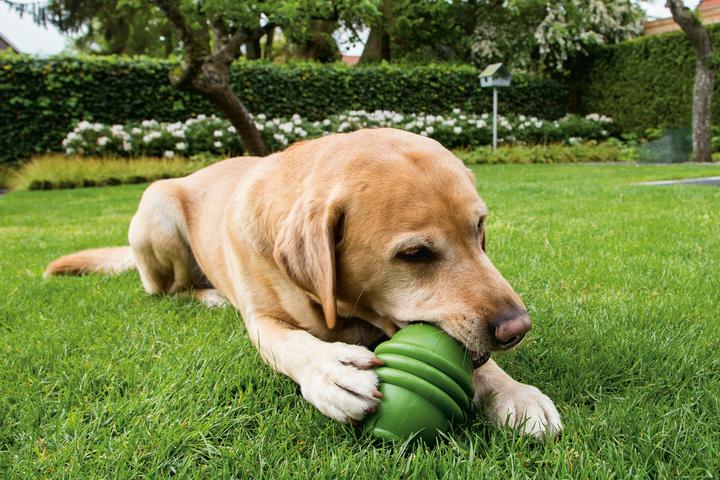 Productafbeelding Beeztees Sumo Spelen (Kauwspeeltje voor honden)