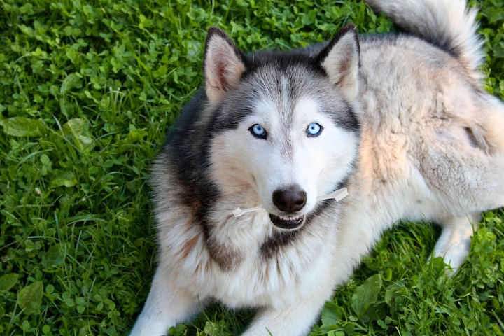 Actual product image Karlie Petcare toothpaste with brush (Dog)