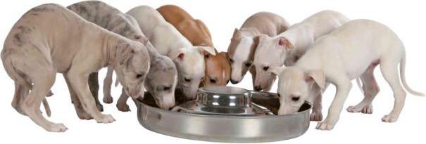 Immagine prodotto Trixie Ciotola per cuccioli junior (4 l)