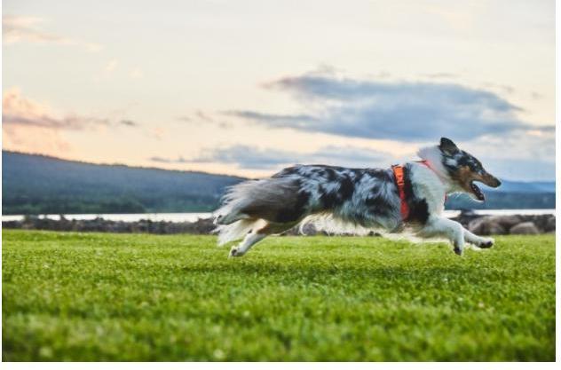 Actual product image Non-Stop Dogwear Line Harness 5.0 Orange 4 (4, Dog, General, Dog sport, Work, Pushbike, Walks)
