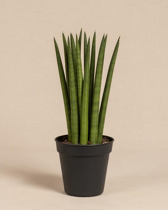 Actual product image feey Straight (25 cm, Freshly repotted)