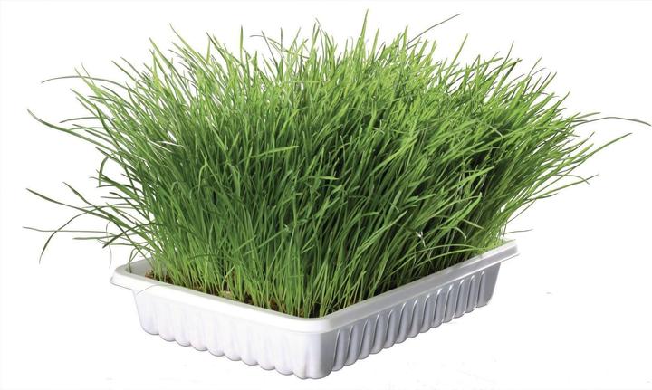 Produktbild Trixie Softgras Schale (Adult, Junior, 1 Stk., 100 g)