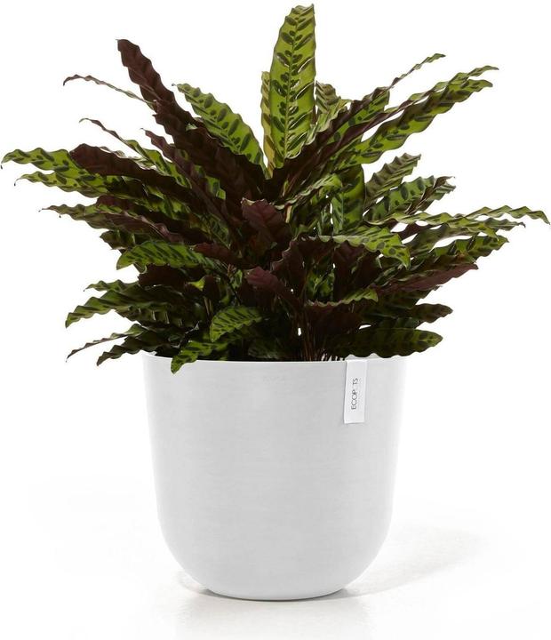 Immagine prodotto Ecopots Oslo