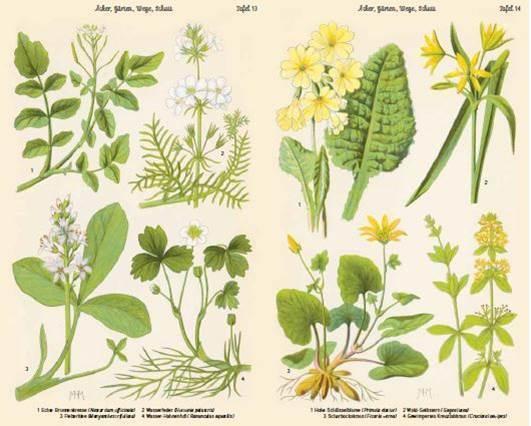 Produktbild Bilder-Atlas der Frühlingsblumen (Deutsch, 2018)