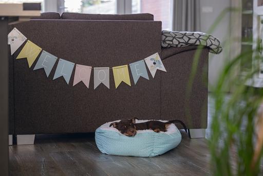 Actual product image Beeztees Paper flag (Puppy Toy)