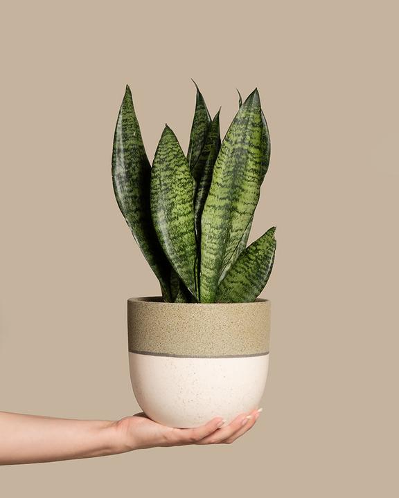 Produktbild feey Grüne Schwiegermutterzunge (35 cm, Frisch umgetopft)