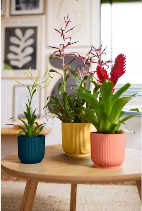 Produktbild Elho Blumenschale (11 x 10.50 cm)