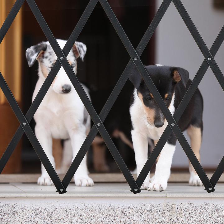 Immagine prodotto Relaxdays Barriera per cani (3 cm)