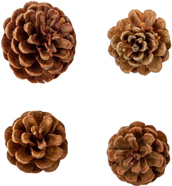 I Am Creative Pine cones, mini pine cones, decorative cones