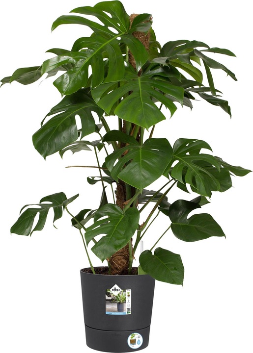 Produktbild Elho Blumenschale (30 cm)