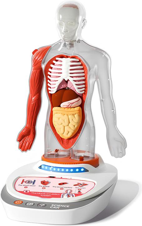 Produktbild Science Can Mein Körper - eine Wissensreise mit Quiz und Sound/ My Body Voice Pedia (Deutsch, Englisch, Französisch, Italienisch, Niederländisch, Spanisch)
