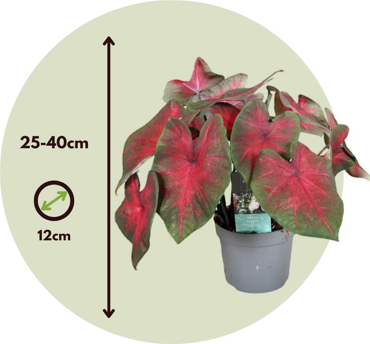 Produktbild Plant in a Box Caladium Postman Joyner - 2er-Set Arum (25 cm)