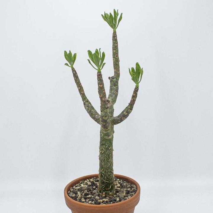 Immagine prodotto Kakteen Gautschi Tylecodon paniculata (55 cm)