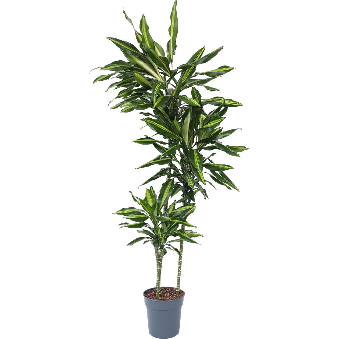 Plant in a Box, Pflanzen, Dracaena fragrans Cintho - (140 cm)