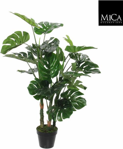 toom monstera thai Monstera Thai Constellation – Hammer + Vine