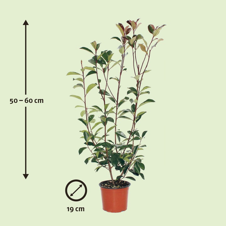 Produktbild Zulauf Glanzmispel / Photinia x fraseri 'Red Robin' (60 cm)