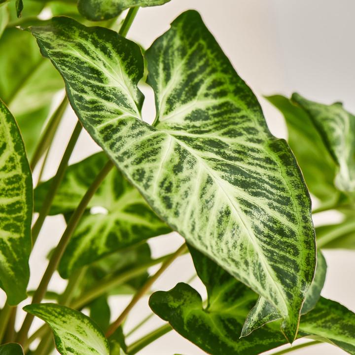 Produktbild Mary and Plants Syngonium White Butterfly mit HAY Topf in Hellgrau (45 cm)