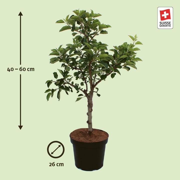 Actual product image Zulauf Dwarf apple (50 cm)