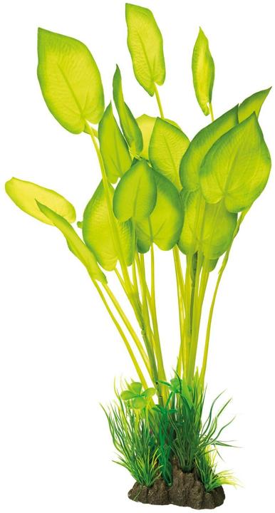 SuperFish Kunstpflanze Echinodorus, 40 cm (Pflanzen, Pflanzen)