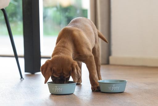 Actual product image Beeztees Puppy bowl Snoes (0.47 l)