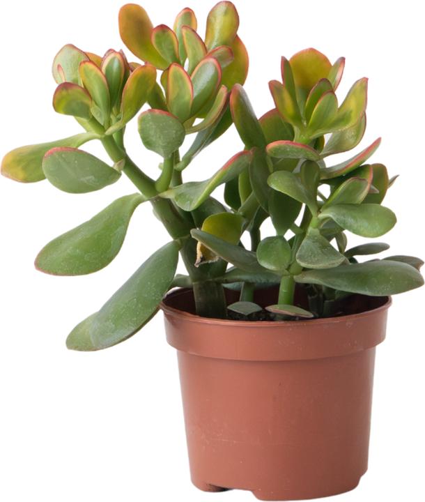 Produktbild Plant in a Box Crassula ovata 'Sunset' - Jadepflanze (15 cm)