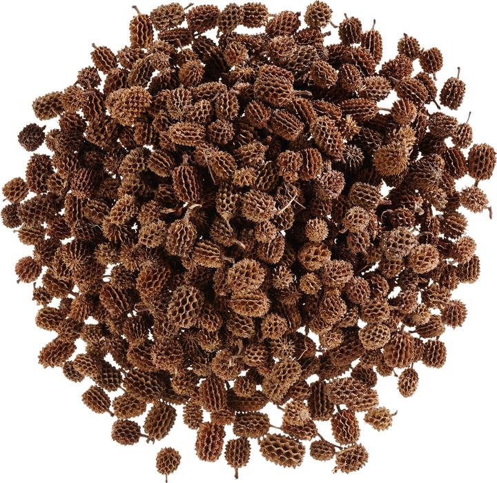 VBS Zapfen Casuarina, ca. 430 g