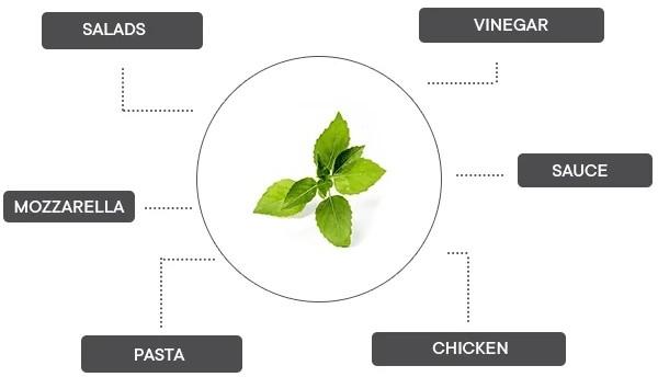 Productafbeelding Véritable Lingot Citroenbasilicum BIO (Kruidenzaden)