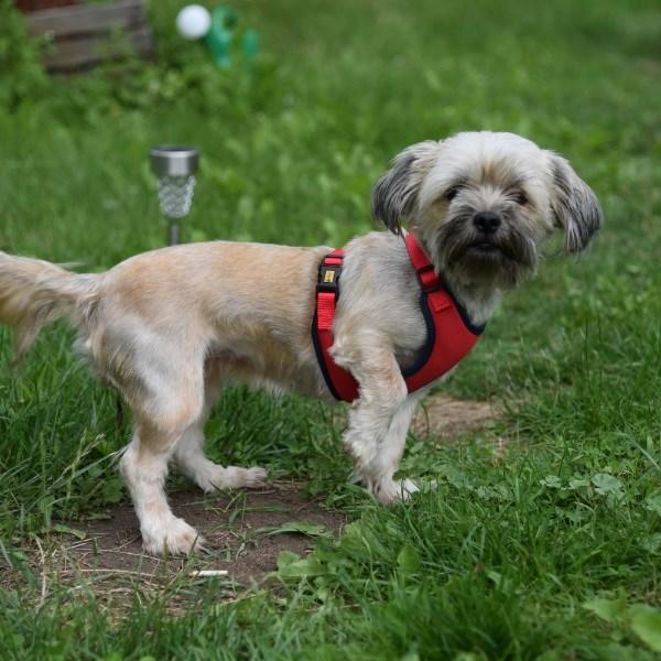 Produktbild Red Dingo DINGO Anti-pressure - Hundegeschirr - 49-69 cm (39, 40, 41, 42, 43, 44, 45, 46, 47, 48, 49, 50, 52, 54, 56, 58, Hund, Allgemein)