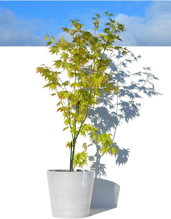 Produktbild Ecopots Venice (30 x 26 cm)