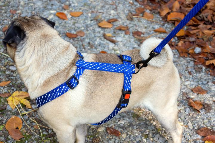 Actual product image Karlie Art Sportiv Plus Leash new universal colors Mix and Match (L, XL, Dog, Walks)