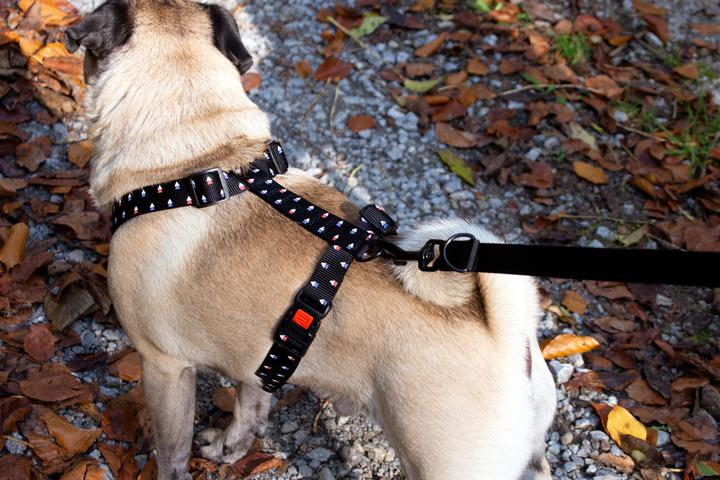 Actual product image Karlie Art Sportiv Plus Leash new universal colors Mix and Match (L, XL, Dog, Walks)