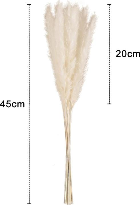 Actual product image Intirilife Pampas grass 30 pieces (5 cm)