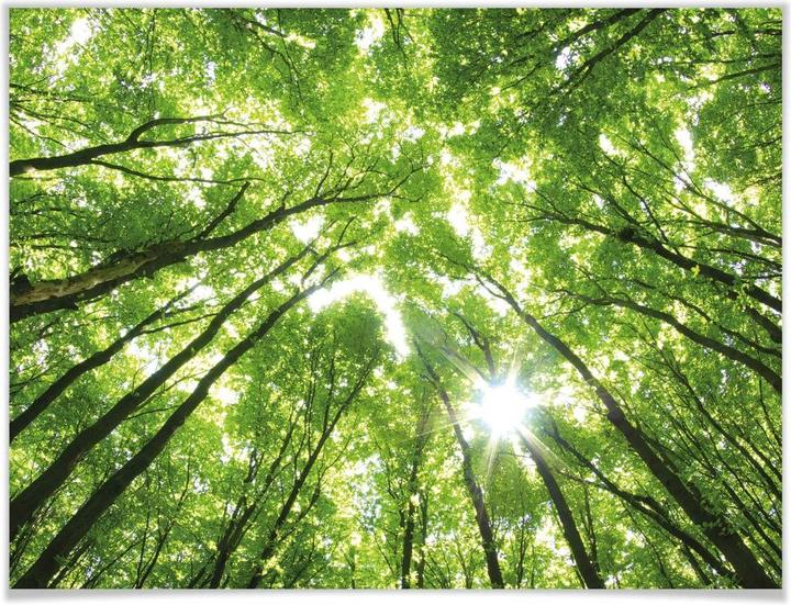 Produktbild Trenddeko Sunny Forest 2 (60 x 50 cm)