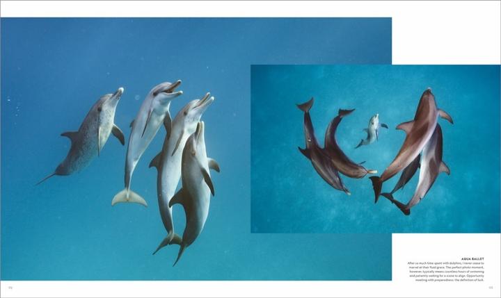 Produktbild National Geographic Das geheime Leben der Wale (Deutsch, Brian Skerry, 2022)
