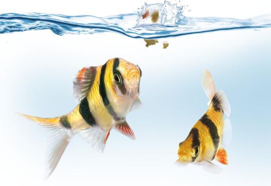 Produktbild Juwel Aquarium Easy Feed (Futterautomat Digital)
