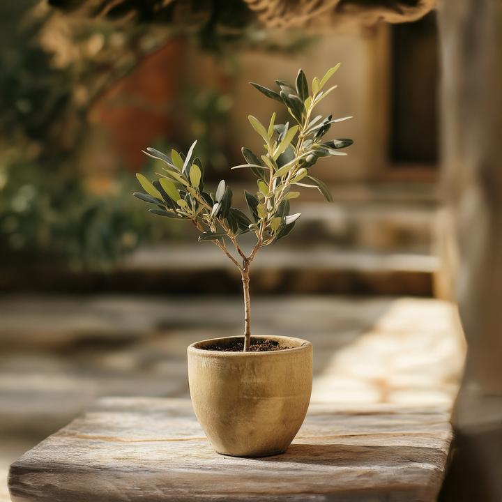Actual product image Plant in a Box Olea Europaea - Set of 2 olive trees (25 cm)