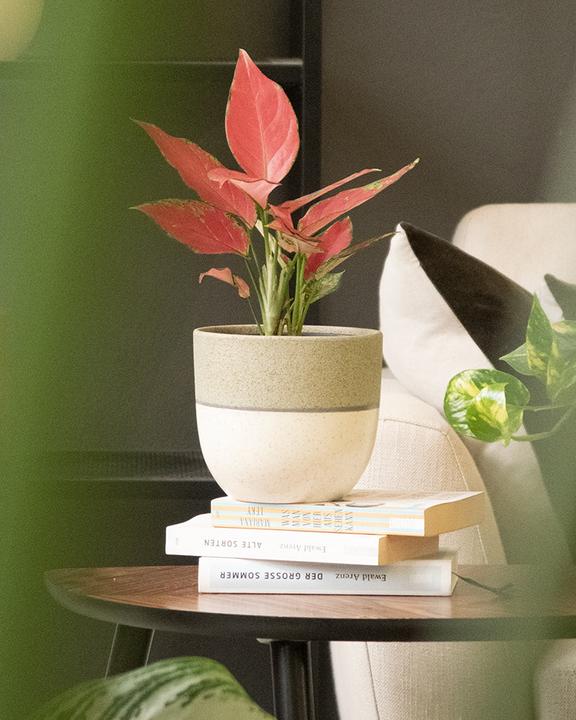 Actual product image feey Variado (15.50 cm)