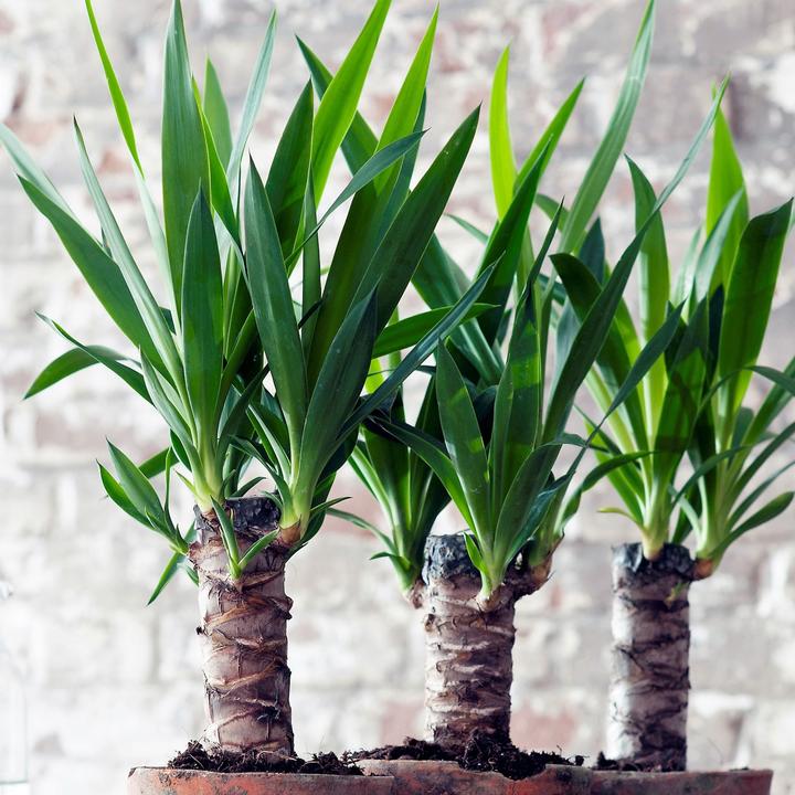 Actual product image Plant in a Box Yucca elephantipes - (50 cm)