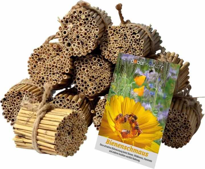 Dobar Reed stalk set (Bee, Wild bees)