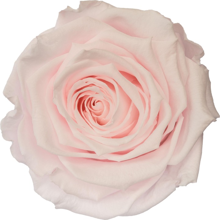 Immagine prodotto Migros Ostschweiz Rose premium (Fiori dell'Infinito)