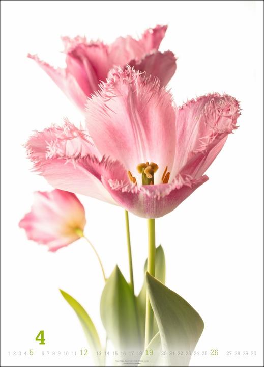 Produktbild Blütenbilder Kalender 2026 (49 x 68 cm)