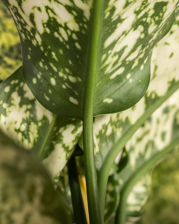 Produktbild feey Aglaonema Kiwi (25 cm, Frisch umgetopft)