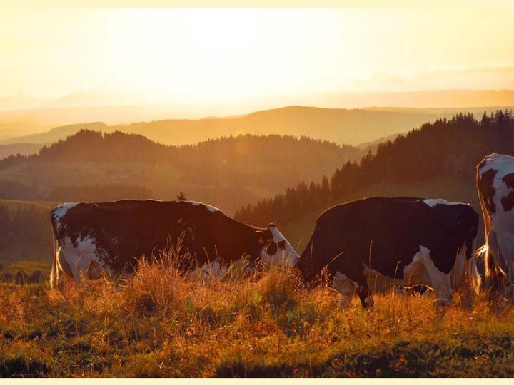 Produktbild Fotoeigenart Postkarte Kühe bei Sonnenuntergang