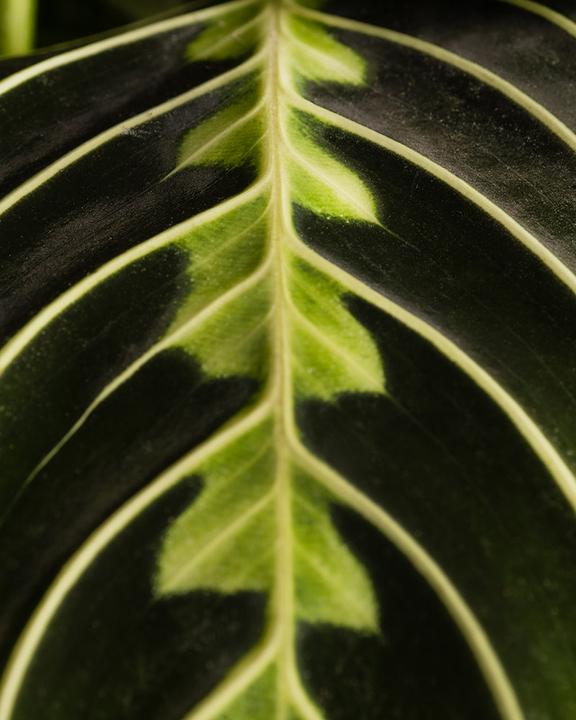 Produktbild feey Maranta Lemon Lime (15 cm, Frisch umgetopft)