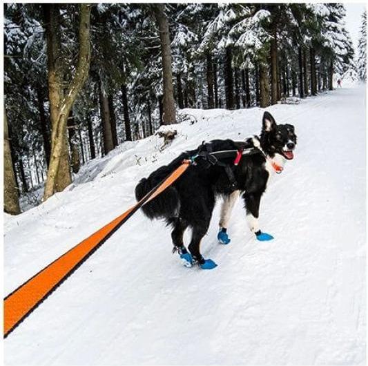 Immagine prodotto Non-Stop Dogwear Bungee (M, Cane, Generale)
