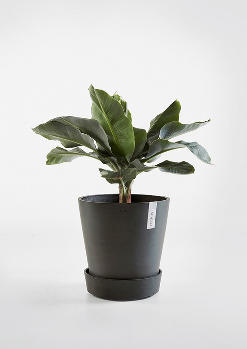Actual product image Ecopots Saucer on Wheels